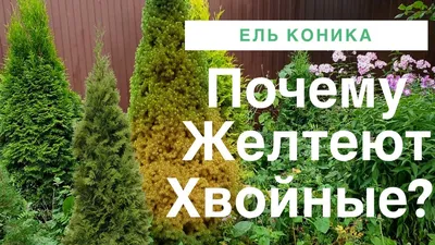 Ель обыкновенная – Picea abies L. H.Karst. | Отдел «Ботанические экспозиции»