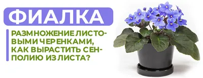 Уход за комнатными растениями (Воронцов) Сенполии узамбарские фиалки: 90  грн. - Книги / журналы Одесса на Olx