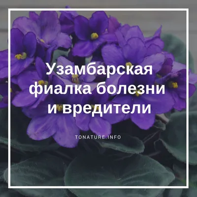 Стимулятор роста для орхидей и комнатных цветов Цитокининовая паста 1,5мл  (50) ТУТ БИО в ТПК РОСТИ - ТПК Рости