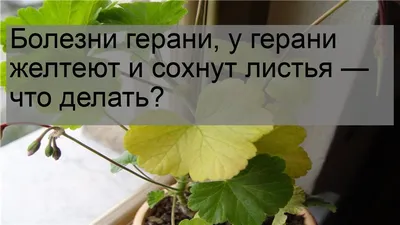 Почему у герани желтеют листья и как это предотвратить