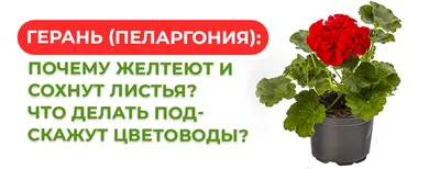 Помогите определить: паутинник или эодема? | Пикабу