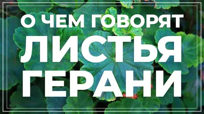 Чем полить пеларгонию, чтобы она цвела круглый год и не желтела: 4  волшебных средства