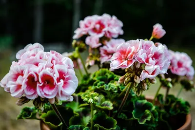 Герань душистая лечебная (Pelargonium graveolens hort) ✔️ 180 грн. ᐉ Другие  комнатные растения в Киеве на BON.ua 97086502