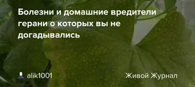 Герань(пеларгония) не могу её полюбить из-за листьев. Какой нормальный  сорт? - Советчица