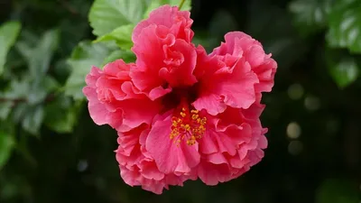 Гибискус/Китайская роза - купить с доставкой по выгодным ценам в  интернет-магазине OZON (1027058212)