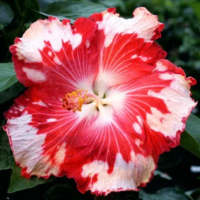 Гибискус или Китайская роза (Hibiscus).🌺 - YouTube