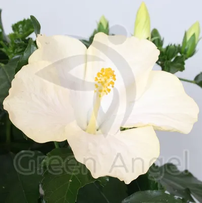Отзыв о Комнатный цветок \"Гибискус\" (китайская роза) | Цветок «Махровый  гибискус» с Белой дача – мой любимый гибискус