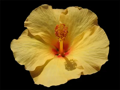 Отзыв о Комнатный цветок \"Гибискус\" (китайская роза) | Цветок «Махровый  гибискус» с Белой дача – мой любимый гибискус