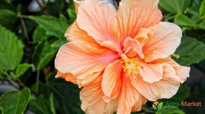 Гибискус китайский (Hibiscus rosa-sinensis) - PictureThis