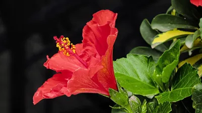 Гибискус: фото и описание растения, как ухаживать, основные проблемы и  вредители