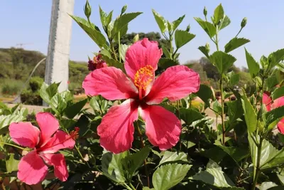 Heartache | Hibiscus plant, Hibiscus, Hibiscus flowers