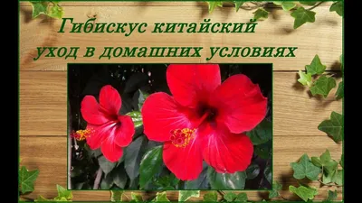 ГИБИСКУСЫ | BEGONIA Collection (Коллекция БЕГОНИЙ)