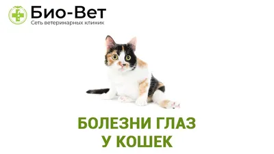 Черная корочка возле глаз и носа вашей кошки? Советы ветеринара |  КотоВедение | Дзен