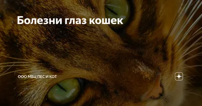 Ринотрахеит у кошек: симптомы, диагностика и схемы лечения