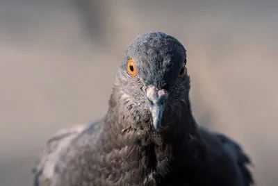 Ветспециалисты напомнили об опасности голубей из-за орнитоза | Ветеринария  и жизнь