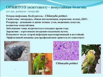 Изучены сны голубей во время отдыха: Наука: Наука и техника: Lenta.ru