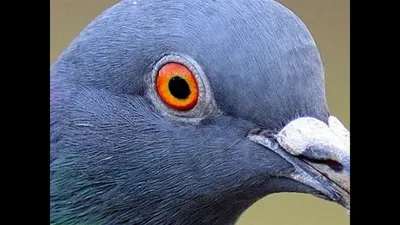 Молодой голубь со слипшимися глазами - Лечение голубей - Форумы Mybirds.ru  - все о птицах
