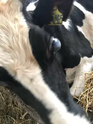 Болезни глаз у коров фото фото