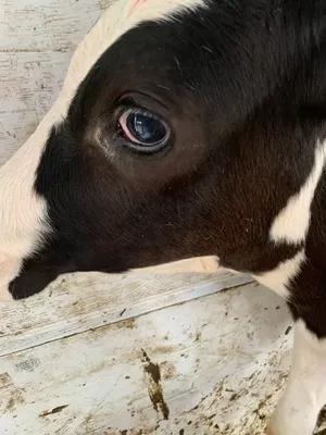 Причины нароста в уголке глаза коровы