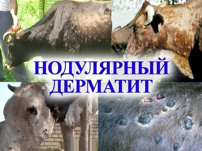 Нодулярный дерматит КРС. Памятка — Управление ветеринарии Ростовской области