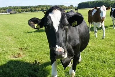 Ящур у коров может выявлять искусственный интеллект по фото животного -  Рамблер/новости