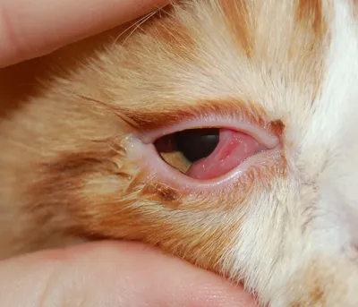 Болезни глаз у кошек фото фото