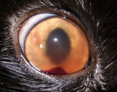 Герпесвирусное поражение глаз у кошек