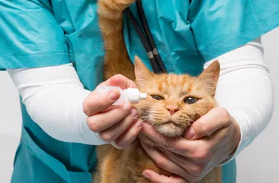 Ринотрахеит у кошек: симптомы, диагностика и схемы лечения