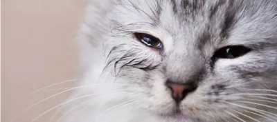 Болезни глаз у кошек и собак: классификация, особенности течения и лечение