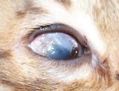 Опухоль у кошки в глазу
