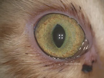 Болезни глаз у кошек симптомы и лечение - ветклиника #вДобрыеРуки