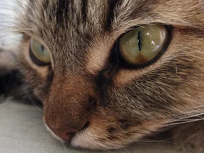 Болезни глаз у кошек фото фото