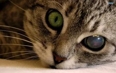 Помутнение глаз у кошек (фото, видео) | Домашние животные - самое важное |  Дзен