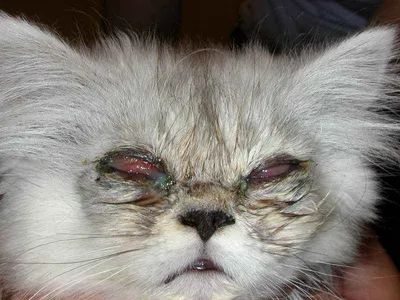 Слезятся глаза у кошки - причины, лечение - ветеринарная офтальмология Реком