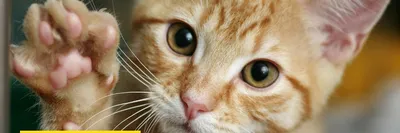 Болезни глаз у кошек – симптомы, диагностика, профилактика и лечение