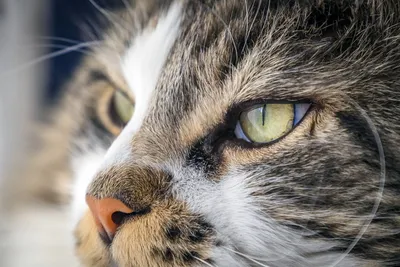 Герпесвирусное поражение глаз у кошек