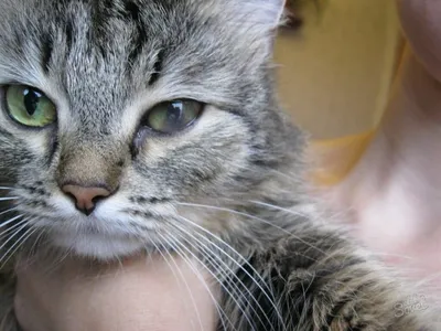 Классификация болезней глаз 🐈 у кошек
