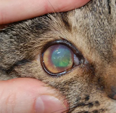 У кота слезятся глаза, что делать: возможные причины, лечение, профилактика  - Зоомагазин Бетховен