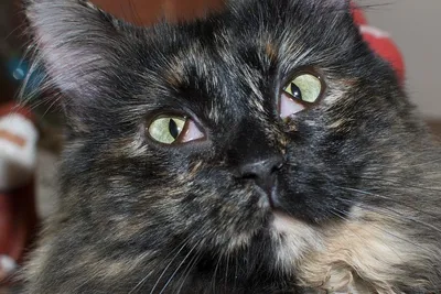 Болезни глаз у кошек лечение - «Айболит Плюс» - сеть ветеринарных клиник