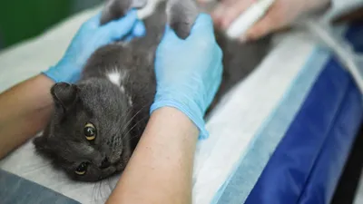 Кератит у кошек: симптомы, причины, лечение кератита у кошек |  Офтальмологическое отделение ветеринарной клиники