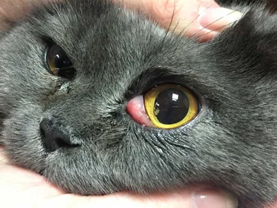 Болезни глаз у кошек - симптомы и лечение. | Лапа помощи | Дзен