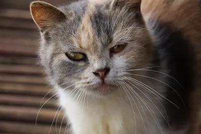 Чем промыть глаза у кошки при обычном загрязнении, и как быть при наличии  гнойных выделений?