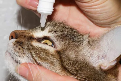 Самые частые болезни глаз у кошек — Ozon Клуб