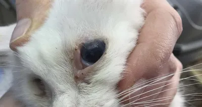 Болезни глаз кошек | МВЦ ДваСердца | Дзен