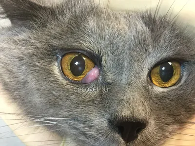 Кошка прищуривает глаз | «Доктор Айболит», сеть ветеринарных клиник  Ростова-на-Дону
