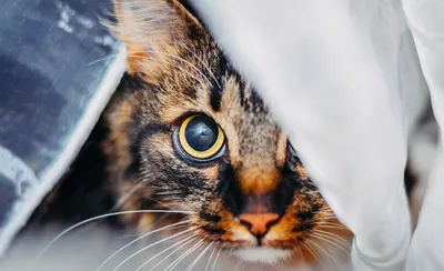 Опухоль у кошки в глазу