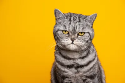 Микоплазмоз у кошек: симптомы, препараты для лечения, заразен ли