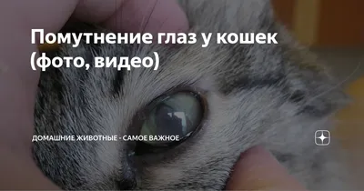 Что такое третье веко у котов и о каких болезнях глаз свидетельствует его  воспаление - Pets