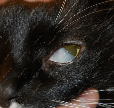 Соцсети удивил котенок с тремя глазами - Газета.Ru | Новости
