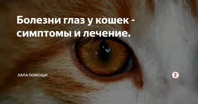 Третье веко у кошки: причины - лечение третьего века у кошек в Москве